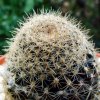 Copiapoa _humilis _ssp.tenuissima _05